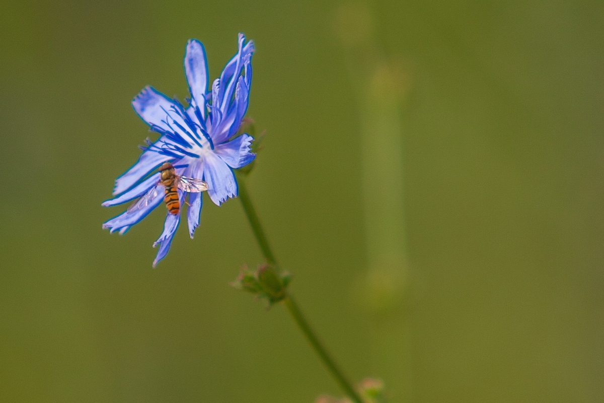 Wegwarte - CITY NATURE Symbolblume © Barbara Reinwein